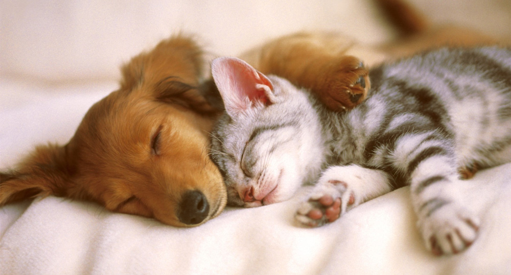Pas i mačka zadovoljni spavaju