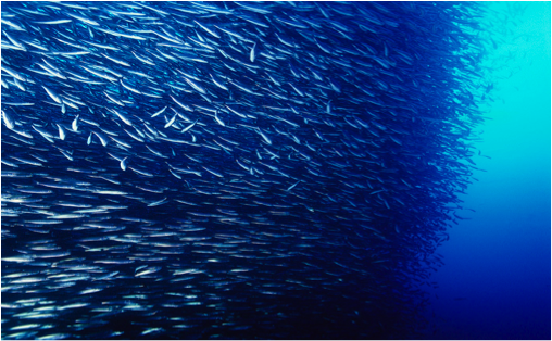 Ultrazvuk se koristi i za lociranje jata riba